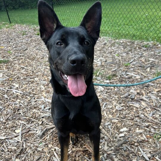 Andrina, an adoptable mixed breed in Indianapolis, IN image 6/6