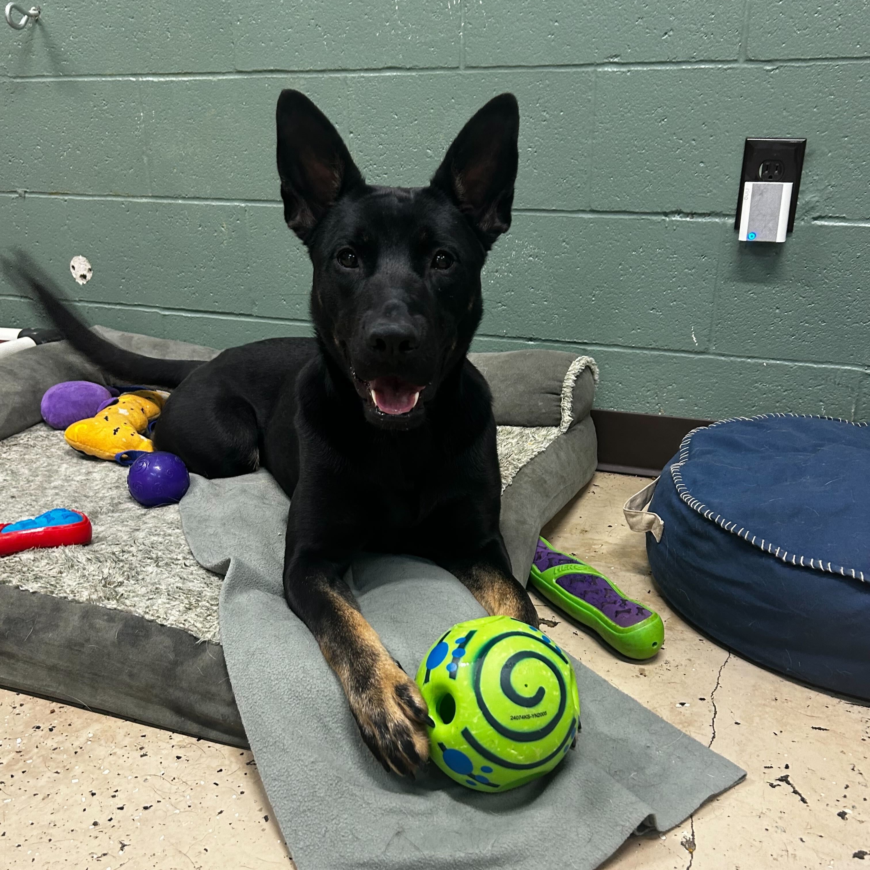 Andrina, an adoptable mixed breed in Indianapolis, IN image 1/6