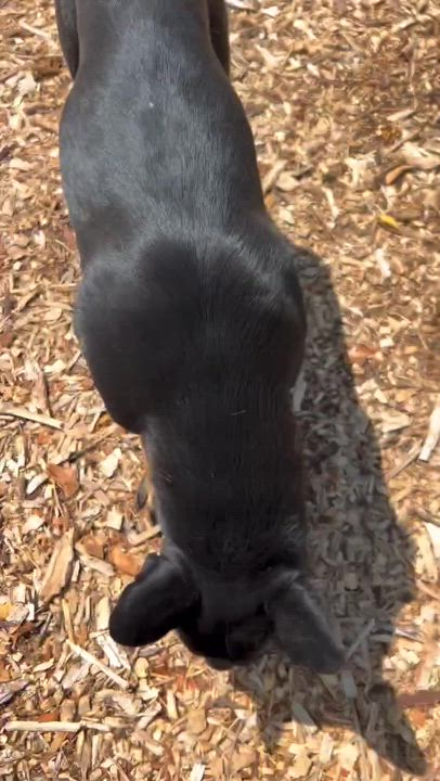 Enlarge Andrina, an adoptable mixed breed in Indianapolis, IN video 2/6