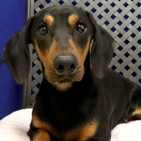 Gordon, Adoptable, Young Male Dachshund.