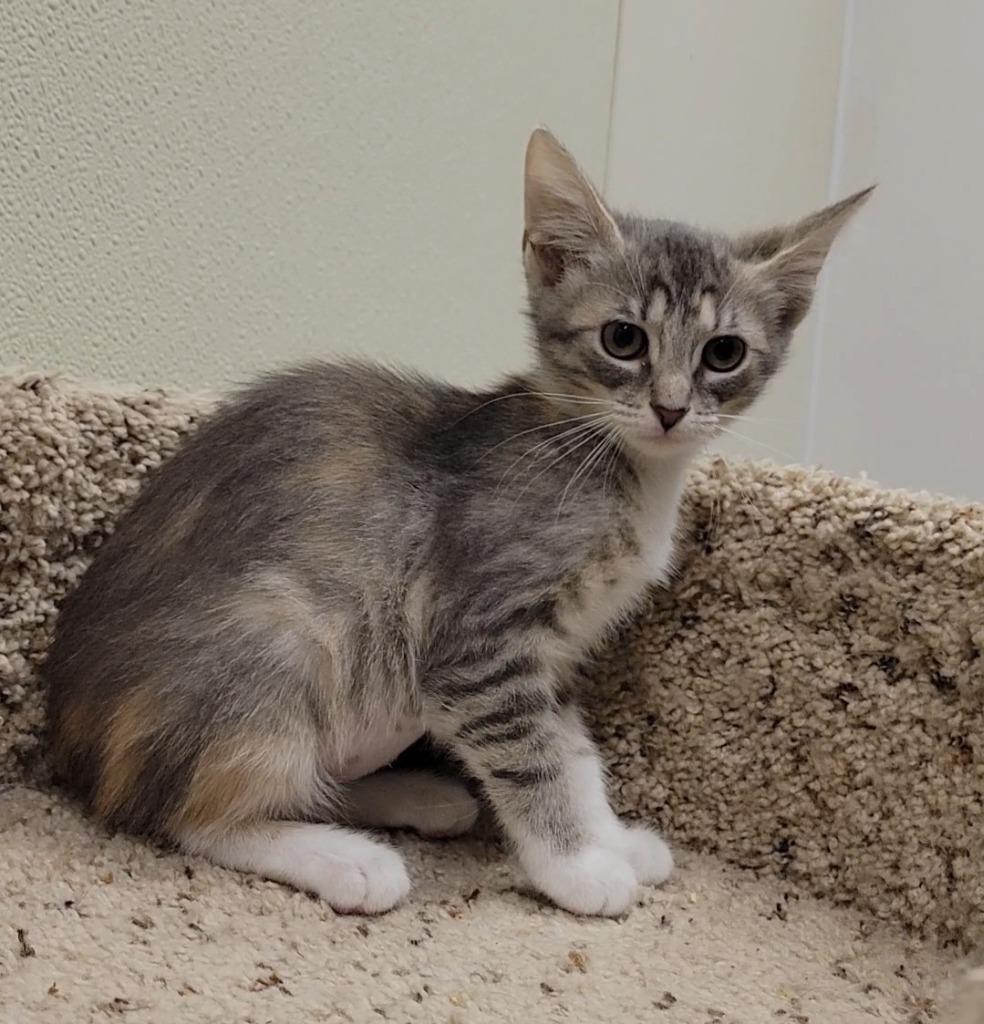 KUSAMA, Adoptable, Kitten Female Domestic Short Hair.