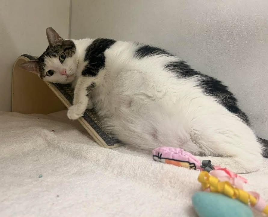 Enlarge Skinny, a Adoptable Domestic Short Hair in Stamford, CT image 1/2