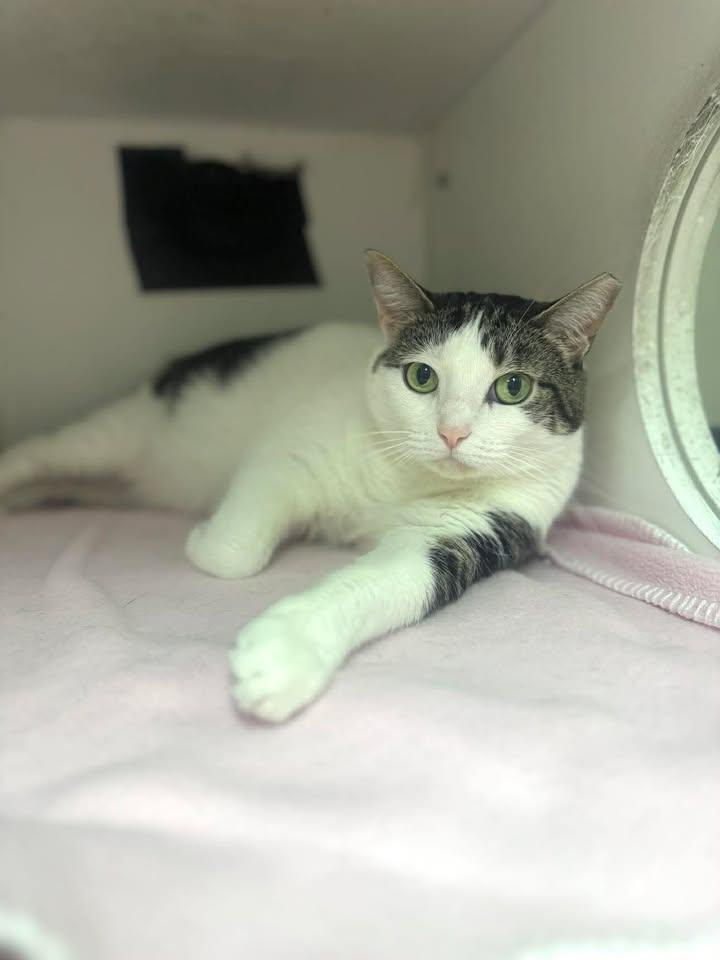 Enlarge Skinny, a Adoptable Domestic Short Hair in Stamford, CT image 2/2