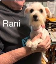 Enlarge Rani, a Adoptable mixed breed in West Bloomfield, MI image 1/1