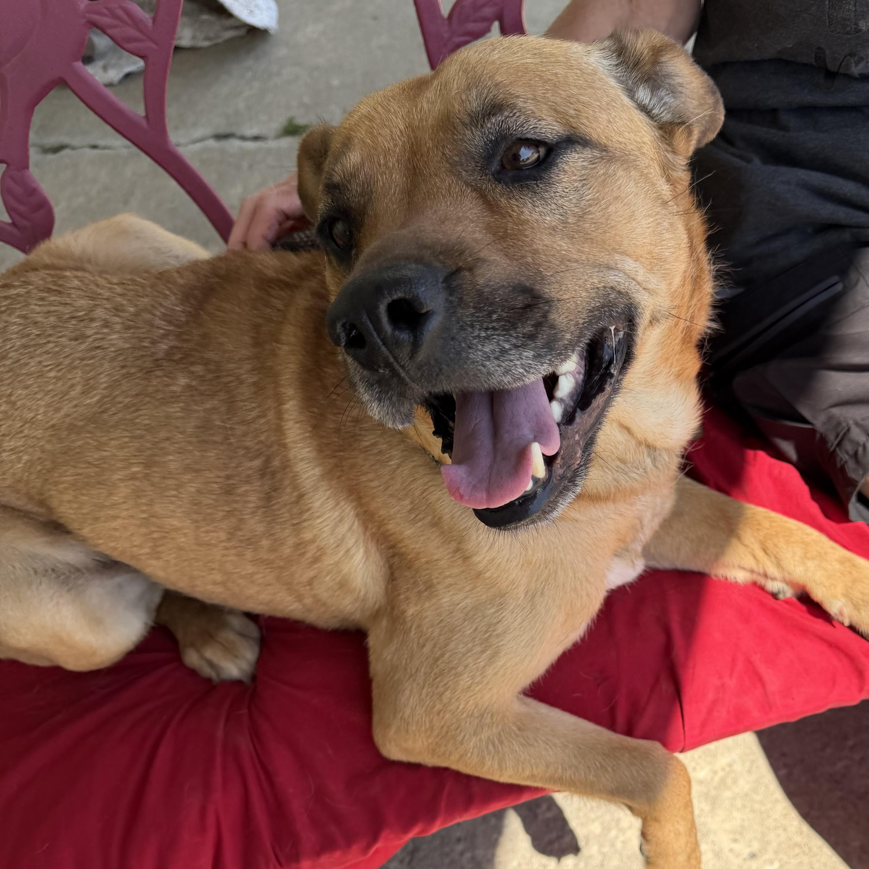 River, a ADOPTABLE mixed breed in Trenton, MO image 3/3