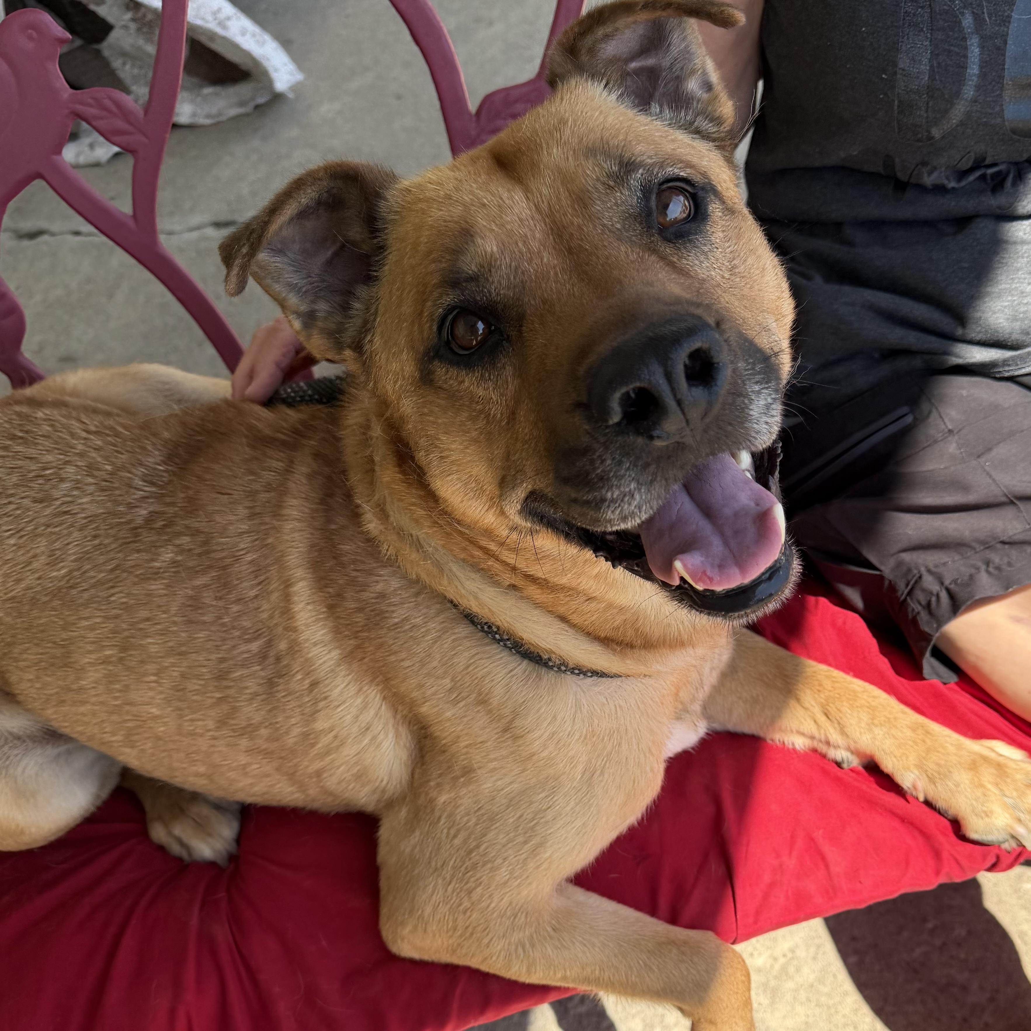 River, adopted, Adult Female Labrador Retriever.