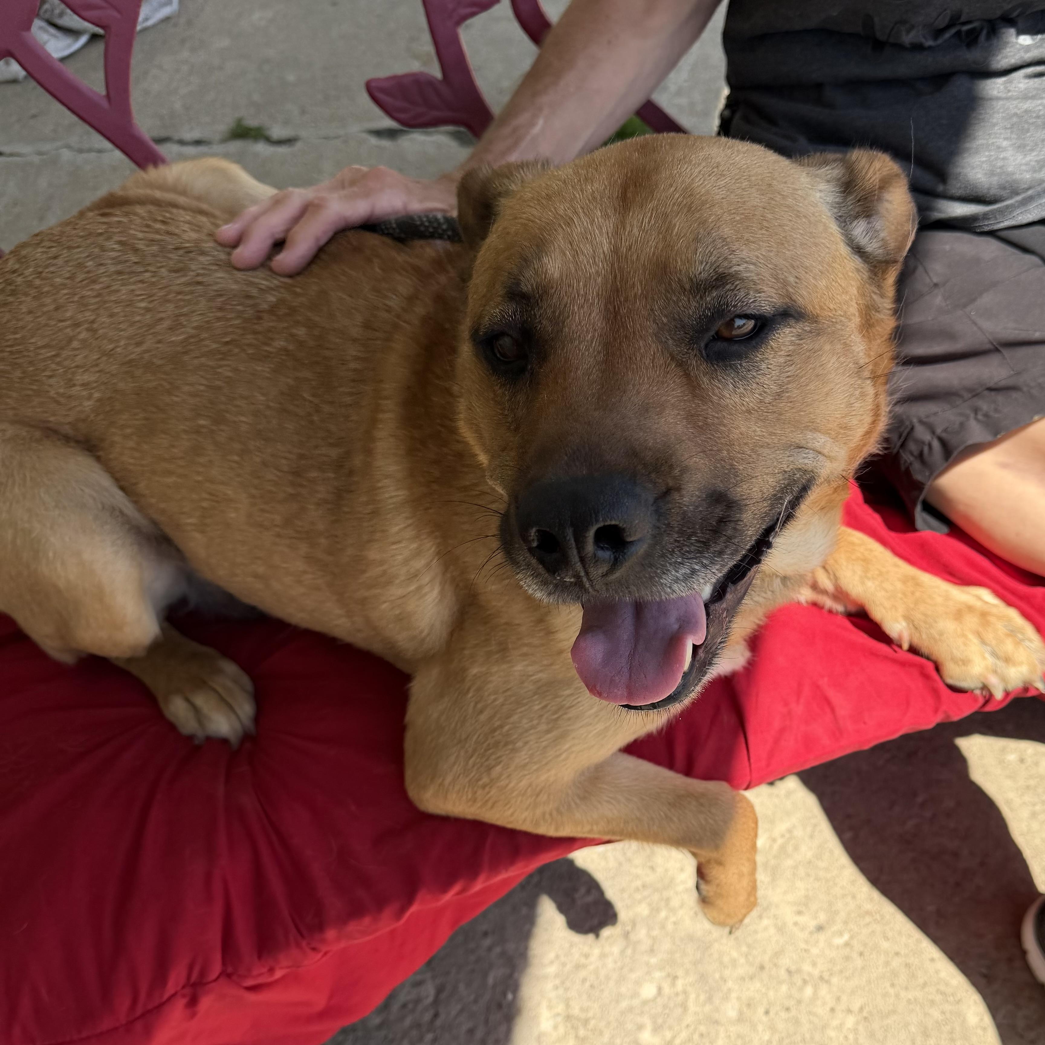 River, a ADOPTABLE mixed breed in Trenton, MO image 2/3