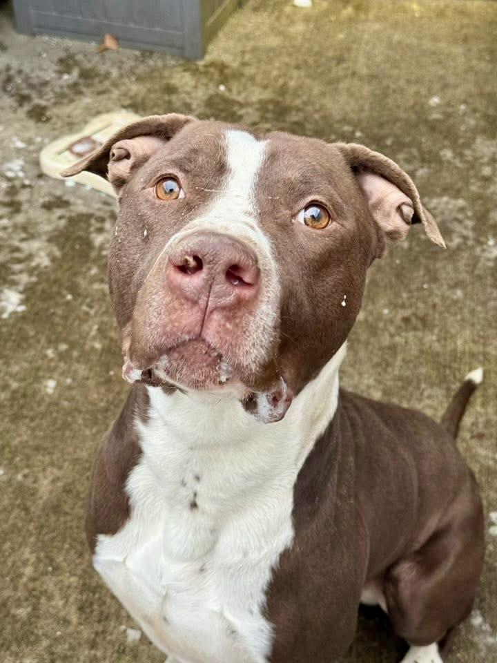 Enlarge Rocket, an adoptable American Staffordshire Terrier in Chicago, IL image 4/5