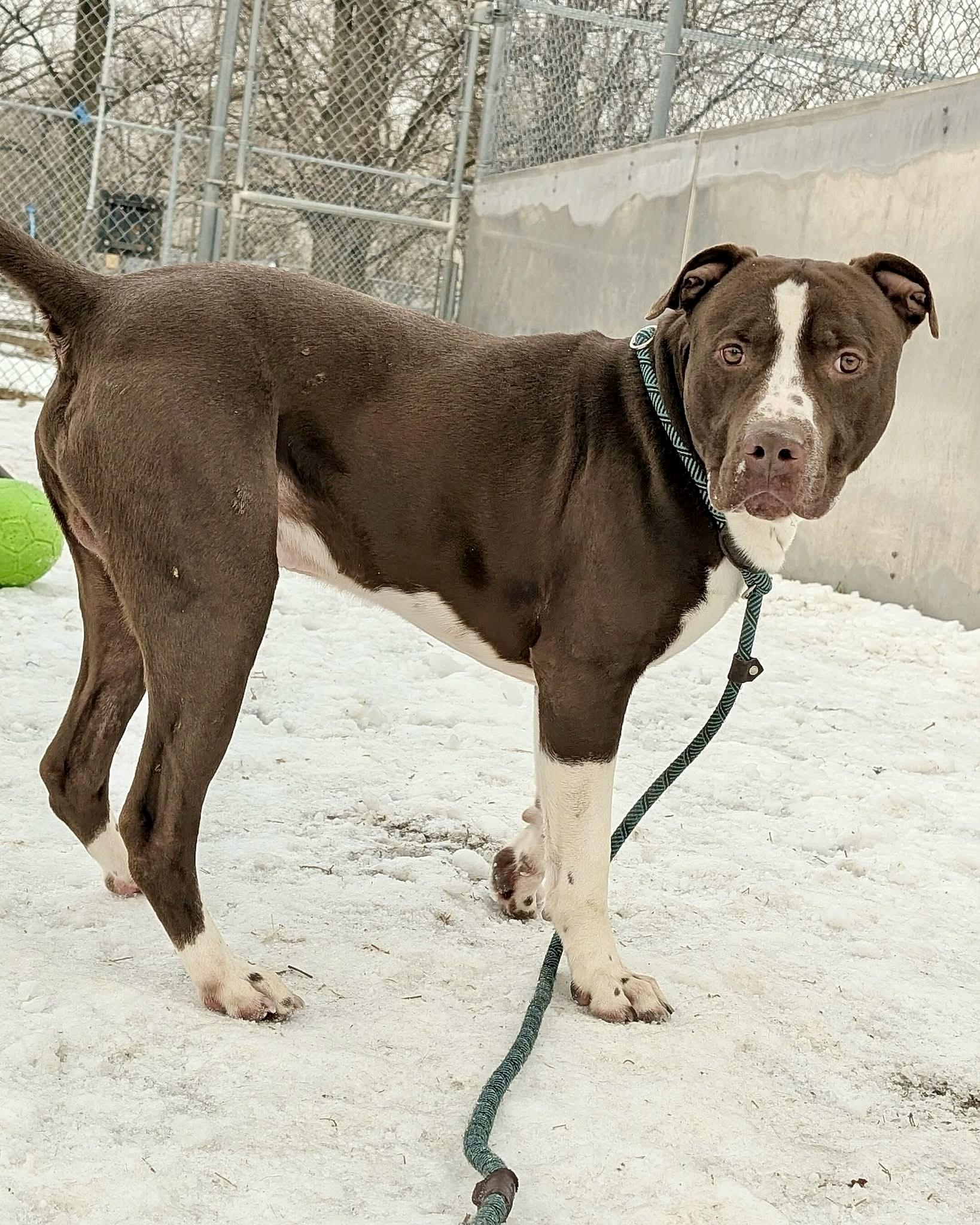 Enlarge Rocket, an adoptable American Staffordshire Terrier in Chicago, IL image 3/5