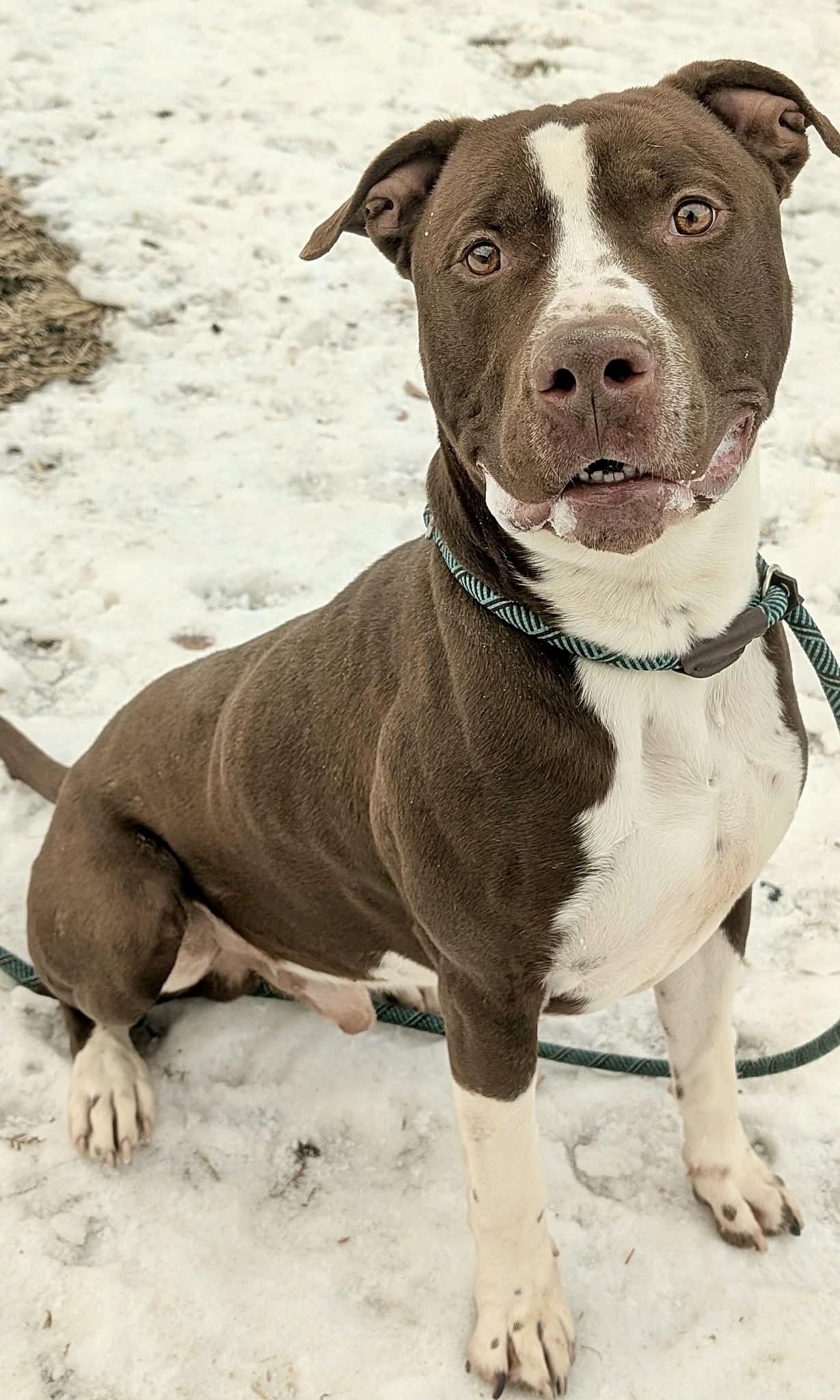 Enlarge Rocket, an adoptable American Staffordshire Terrier in Chicago, IL image 2/5