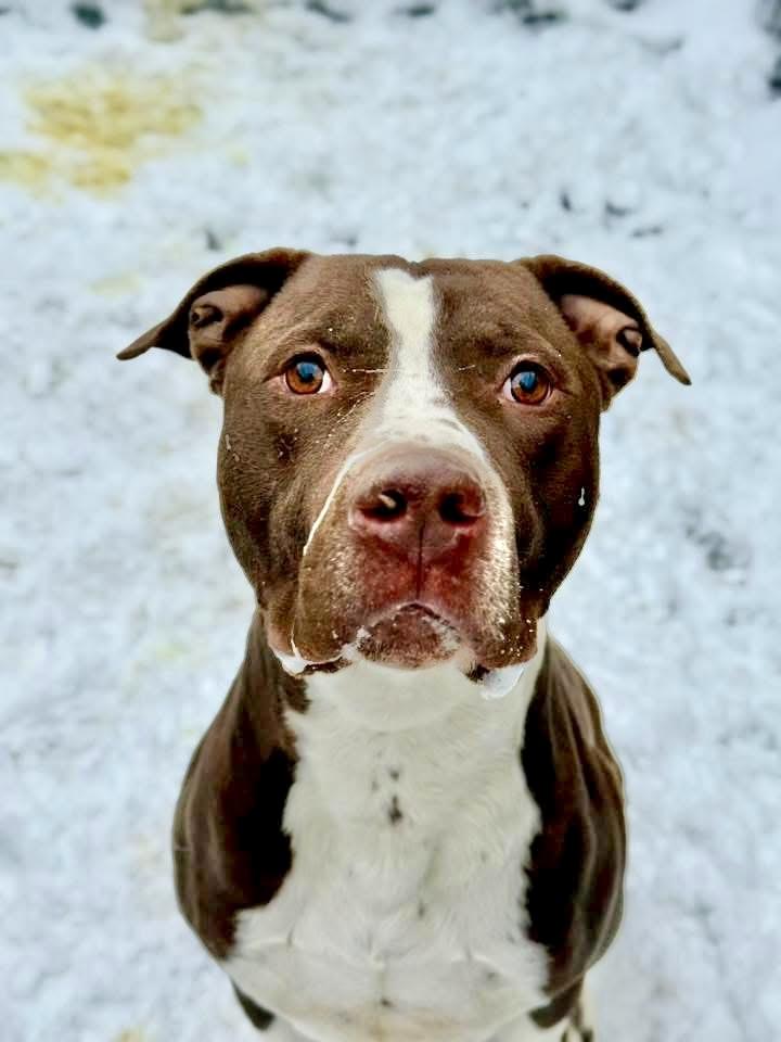 Enlarge Rocket, an adoptable American Staffordshire Terrier in Chicago, IL image 1/5