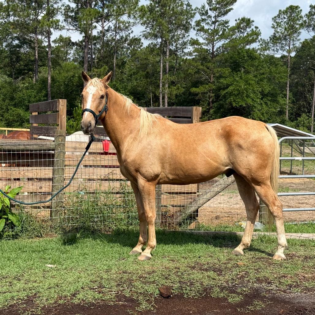 Craig, Adoptable, Senior Male Quarterhorse.