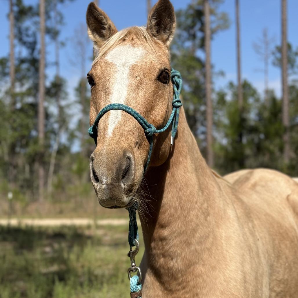 Craig, Adoptable, Senior Male Quarterhorse.