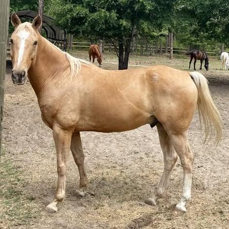 Enlarge Craig, a Adoptable Quarterhorse in Freeport, FL image 2/5