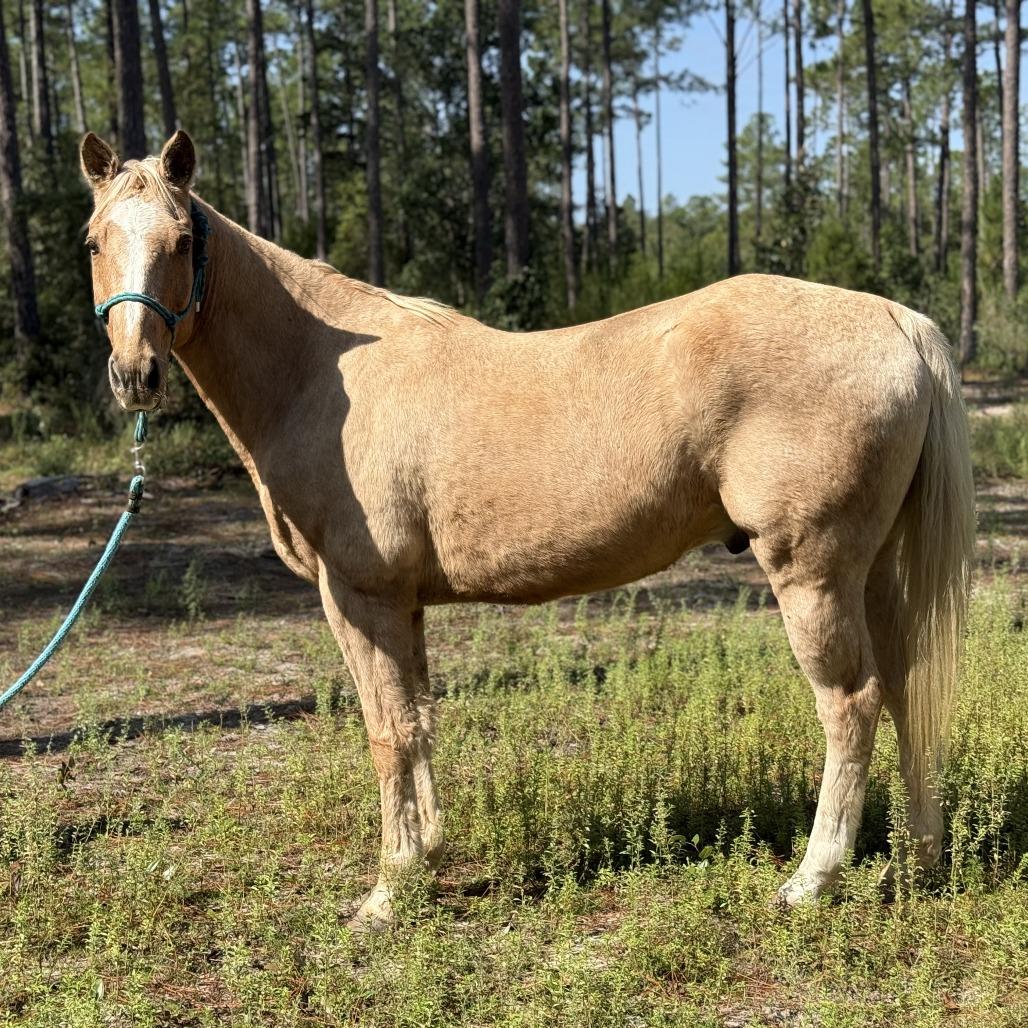 Enlarge Craig, a Adoptable Quarterhorse in Freeport, FL image 3/5