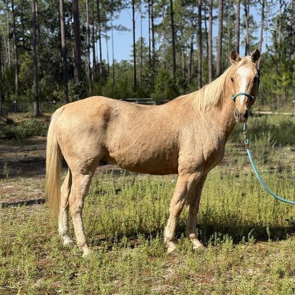 Enlarge Craig, a Adoptable Quarterhorse in Freeport, FL image 4/5