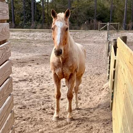 Enlarge Craig, a Adoptable Quarterhorse in Freeport, FL image 5/5