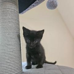 Titania, a ADOPTABLE mixed breed in Waxhaw, NC image 4/4