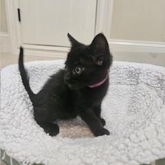 Titania, a ADOPTABLE mixed breed in Waxhaw, NC image 3/4
