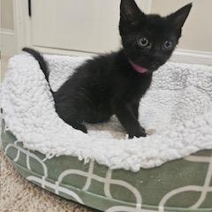 Titania, a ADOPTABLE mixed breed in Waxhaw, NC image 2/4