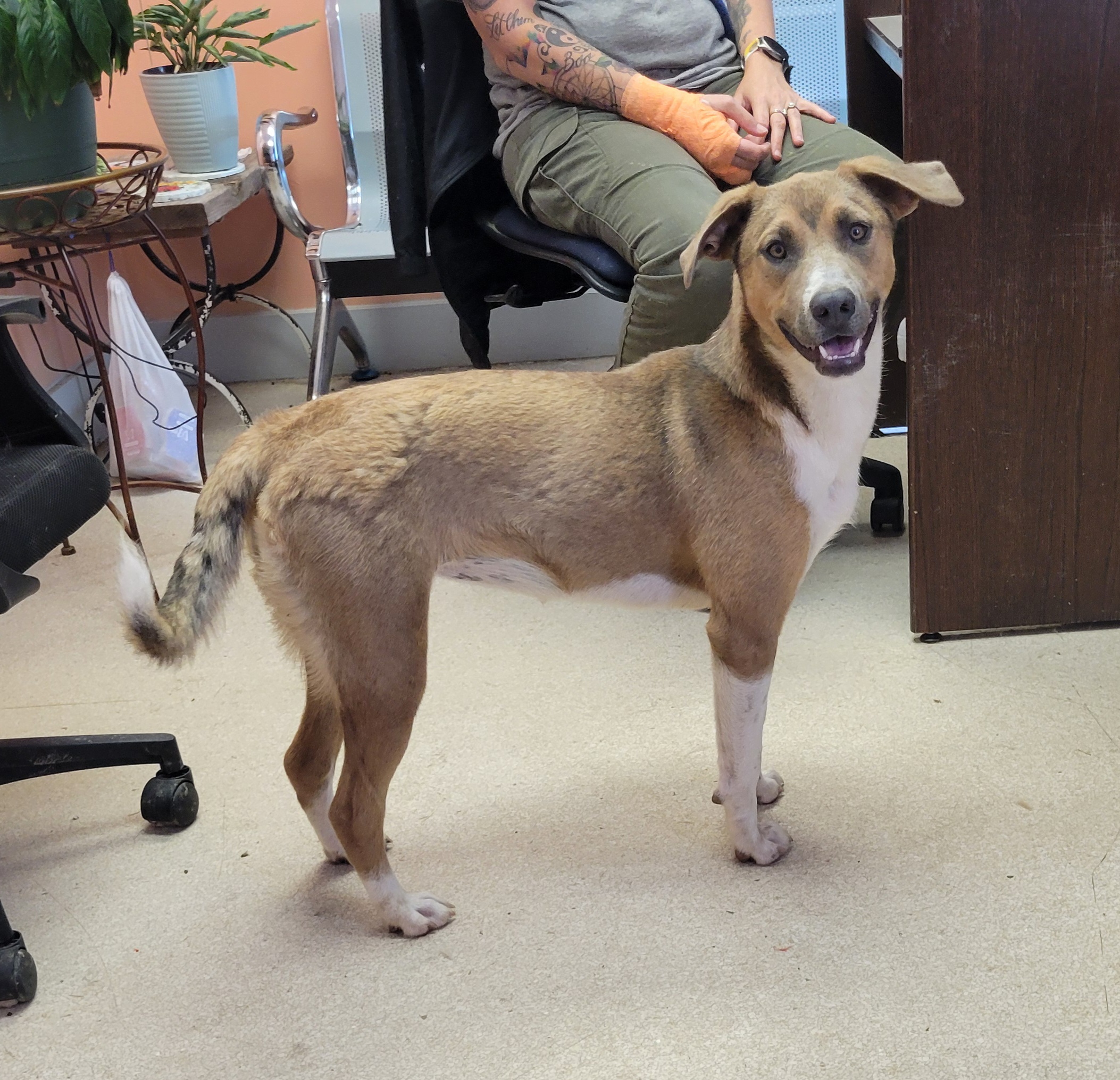 Dog for adoption Izzie, a Shetland Sheepdog / Sheltie & Beagle Mix in