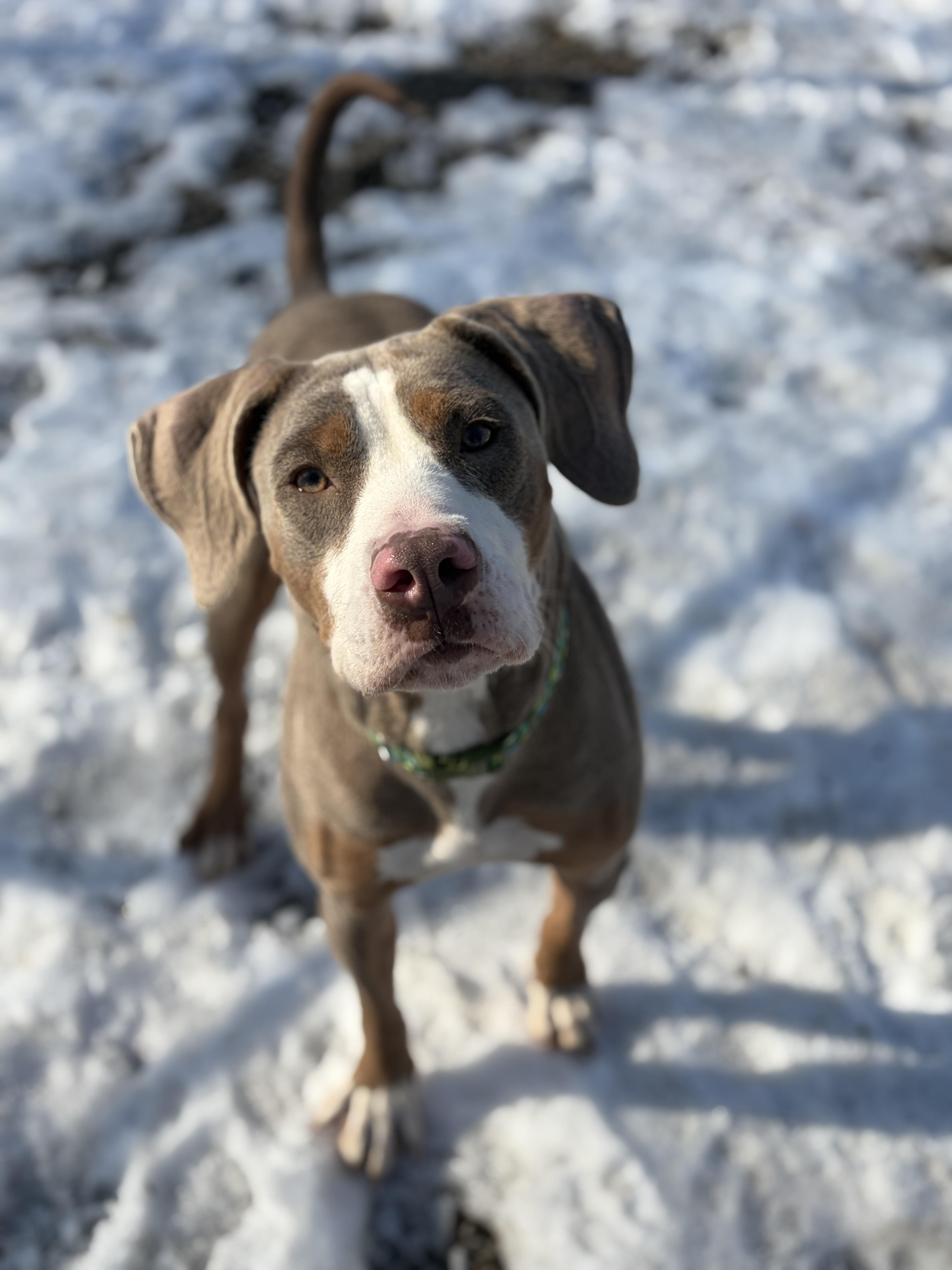 Enlarge Sally AVAILABLE, a ADOPTABLE mixed breed in Canton, OH image 1/3