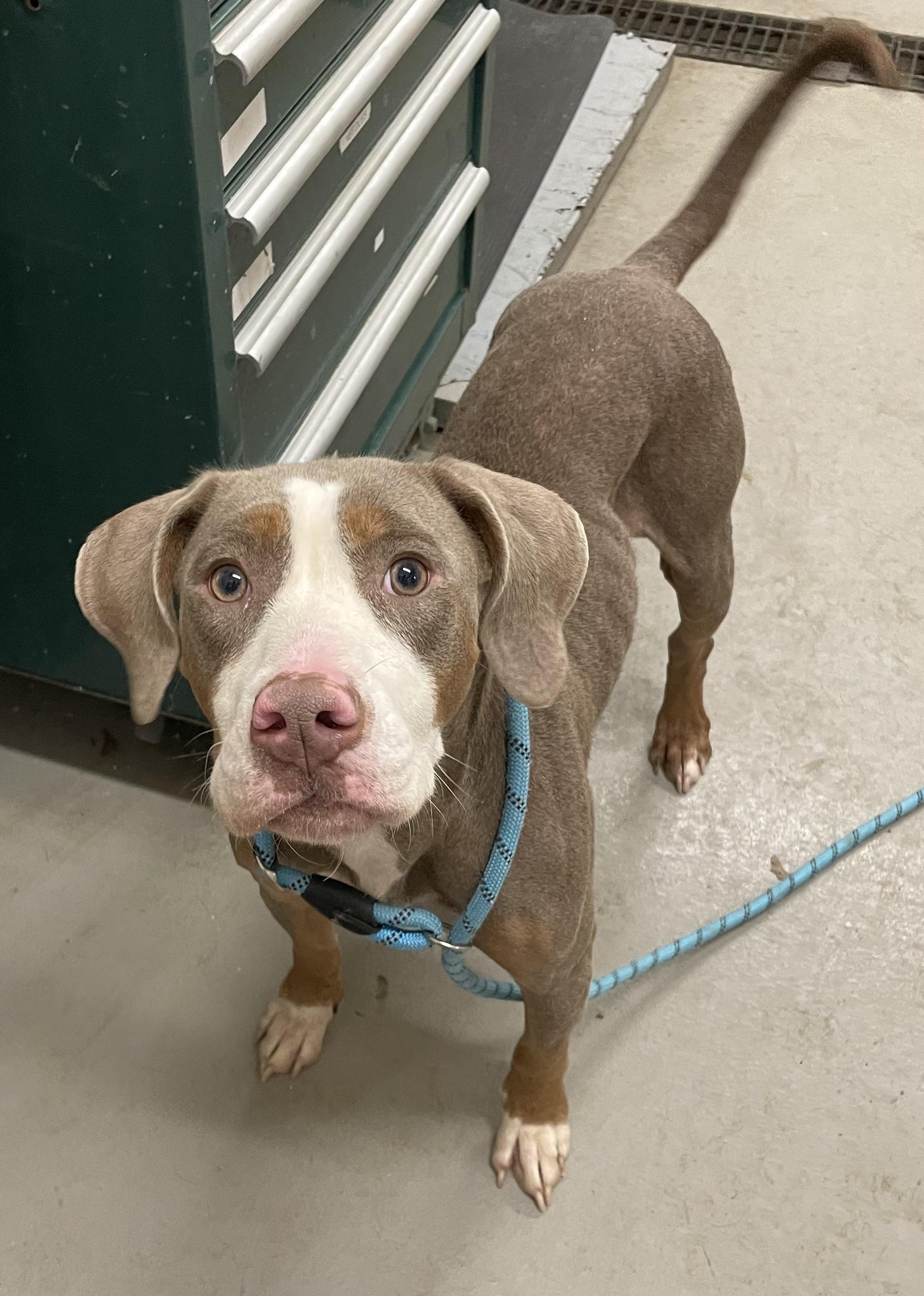 Enlarge Sally AVAILABLE, a ADOPTABLE mixed breed in Canton, OH image 2/3