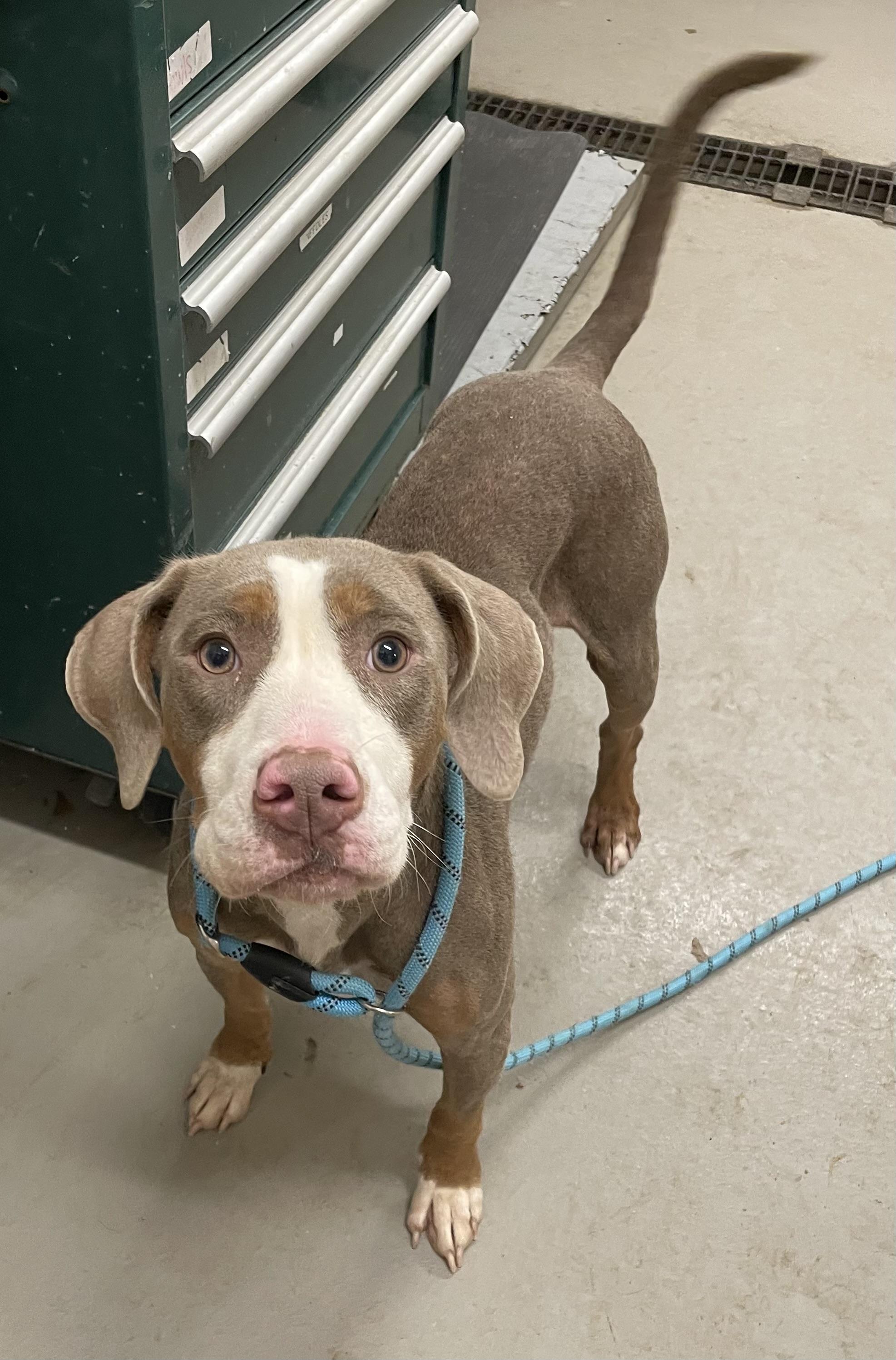 Enlarge Sally AVAILABLE, a ADOPTABLE mixed breed in Canton, OH image 3/3