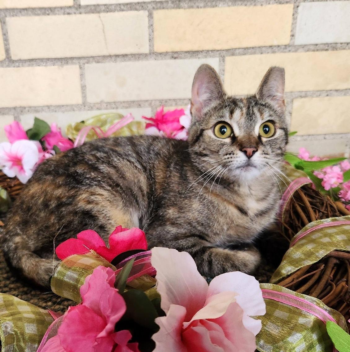 Enlarge Sophie, a ADOPTABLE Domestic Short Hair in Pittsburgh, PA image 5/6