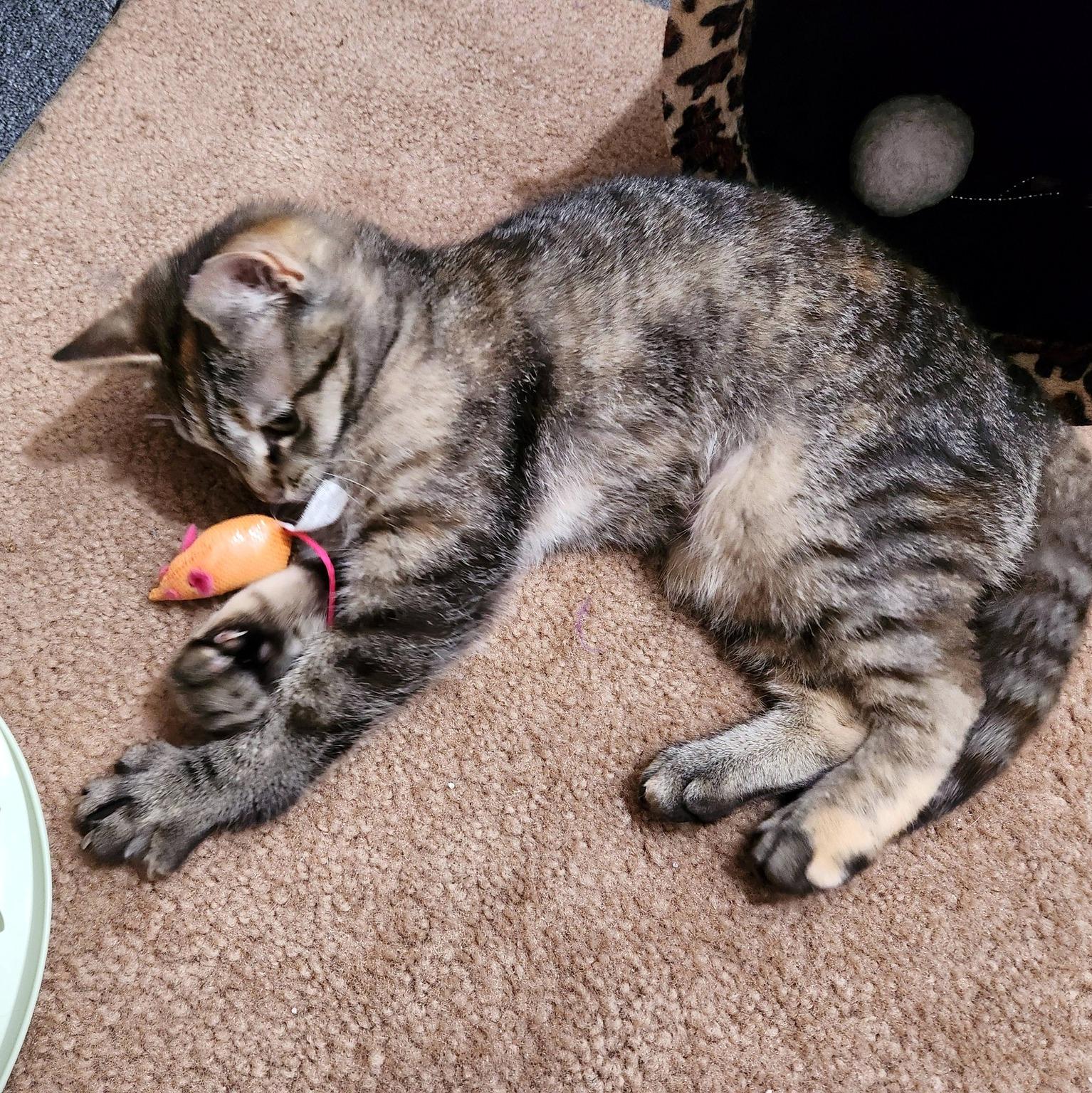 Enlarge Sophie, a ADOPTABLE Domestic Short Hair in Pittsburgh, PA image 6/6