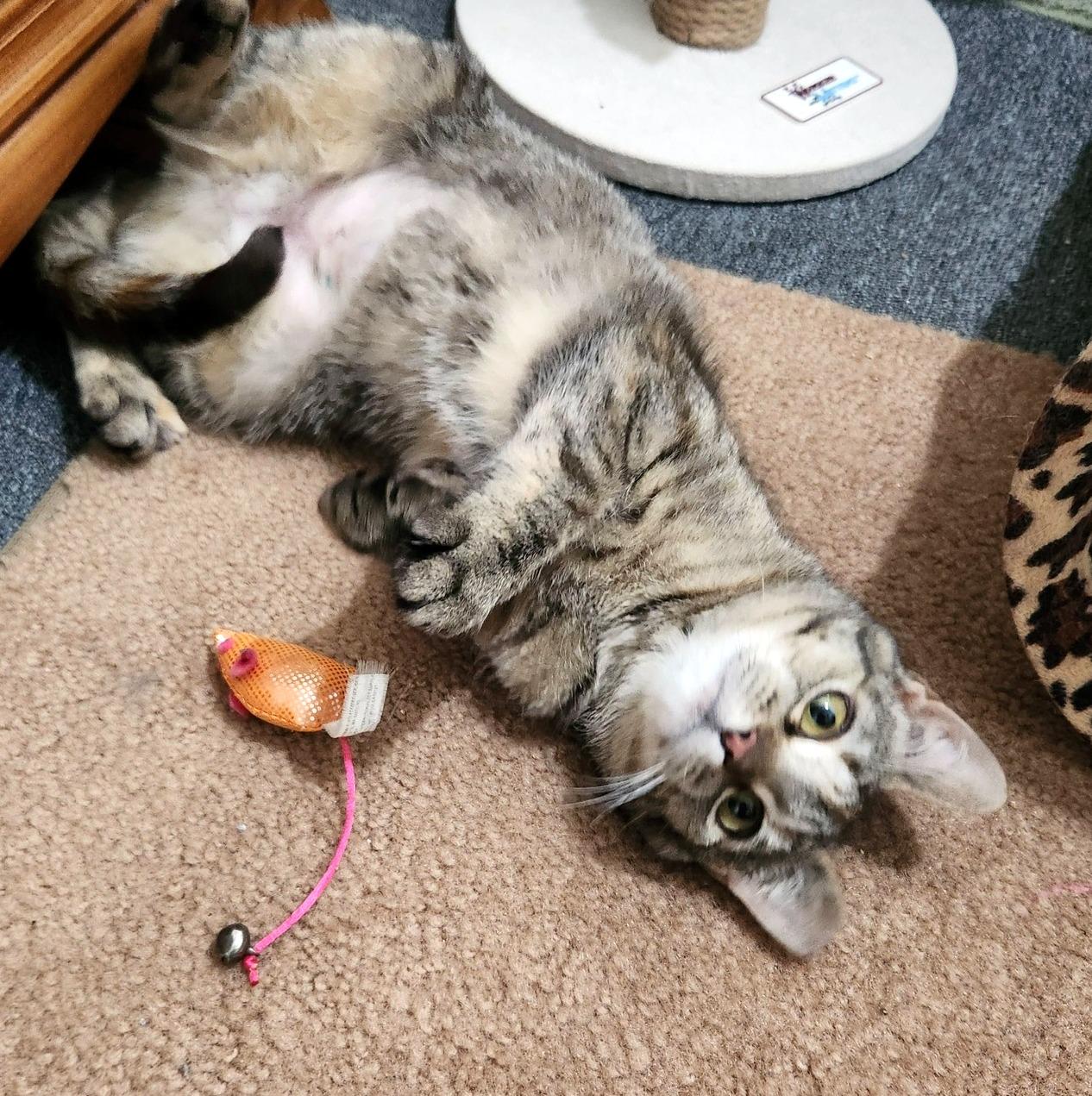 Enlarge Sophie, a ADOPTABLE Domestic Short Hair in Pittsburgh, PA image 2/6