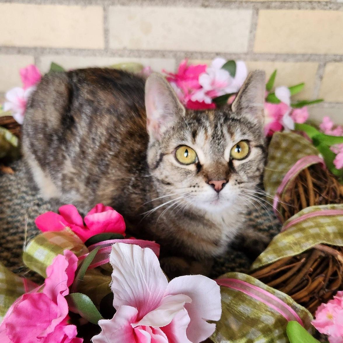 Enlarge Sophie, a ADOPTABLE Domestic Short Hair in Pittsburgh, PA image 1/6