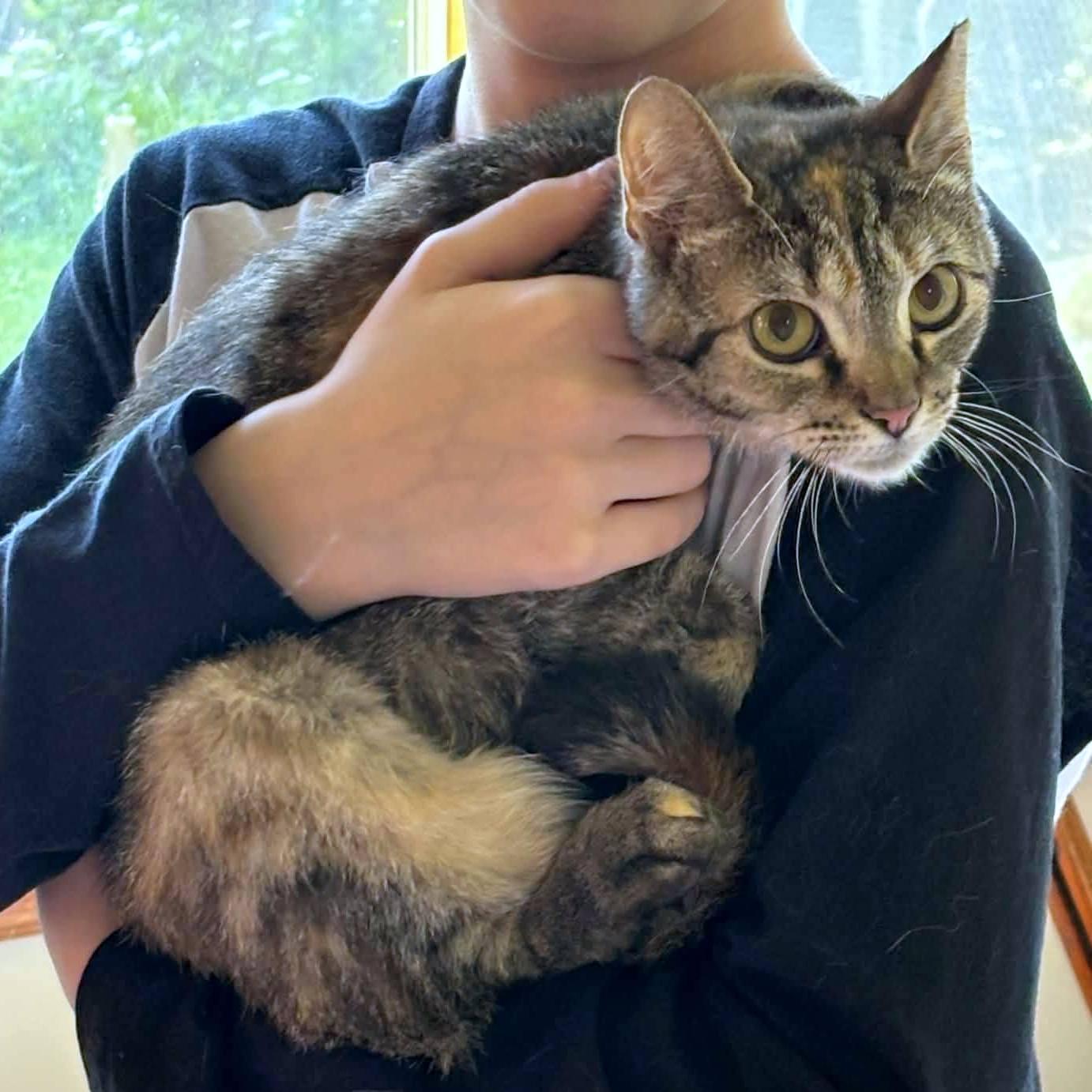 Enlarge Sophie, a ADOPTABLE Domestic Short Hair in Pittsburgh, PA image 4/6