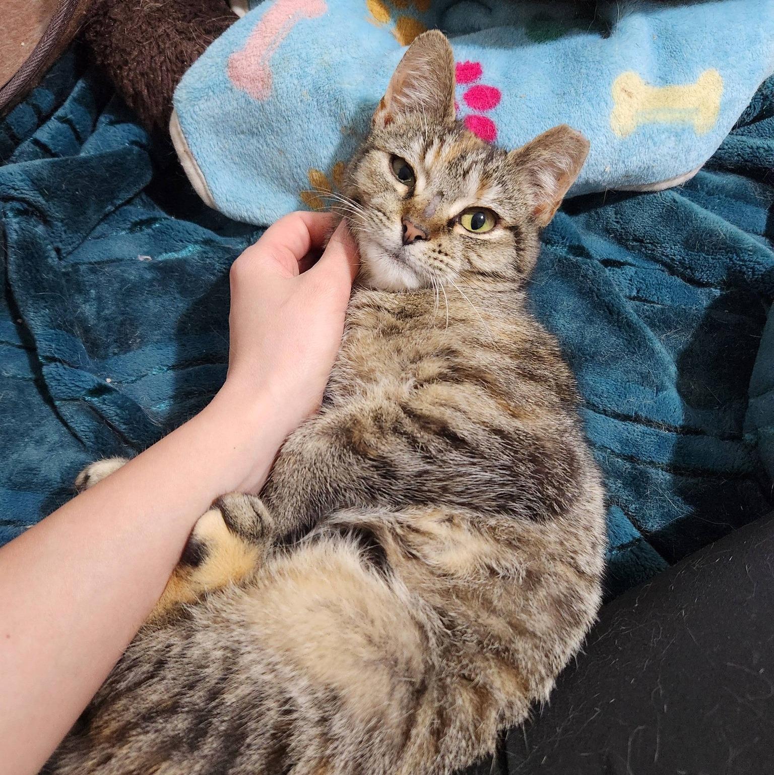 Enlarge Sophie, a ADOPTABLE Domestic Short Hair in Pittsburgh, PA image 3/6