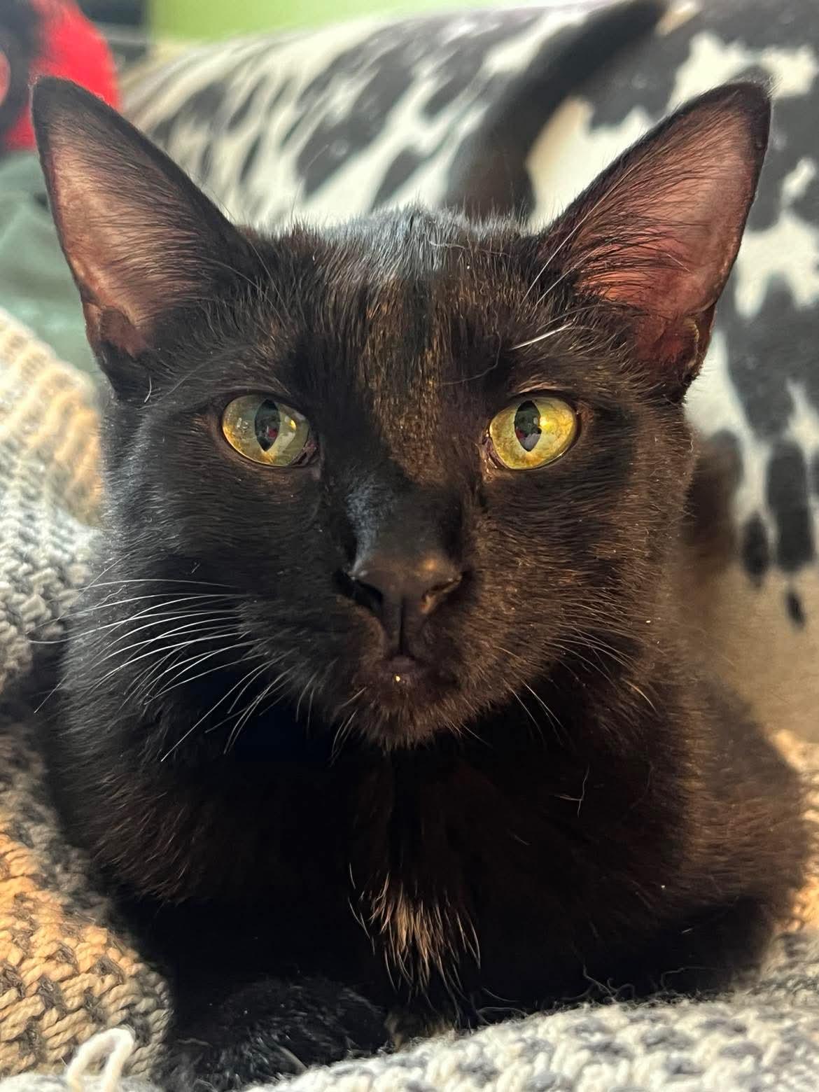 Enlarge Alewife, a Adoptable Domestic Short Hair in Milwaukee, WI image 1/4