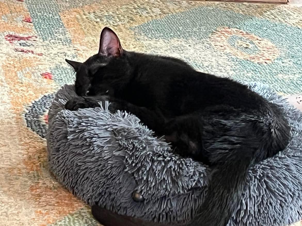 Enlarge Alewife, a Adoptable Domestic Short Hair in Milwaukee, WI image 4/4