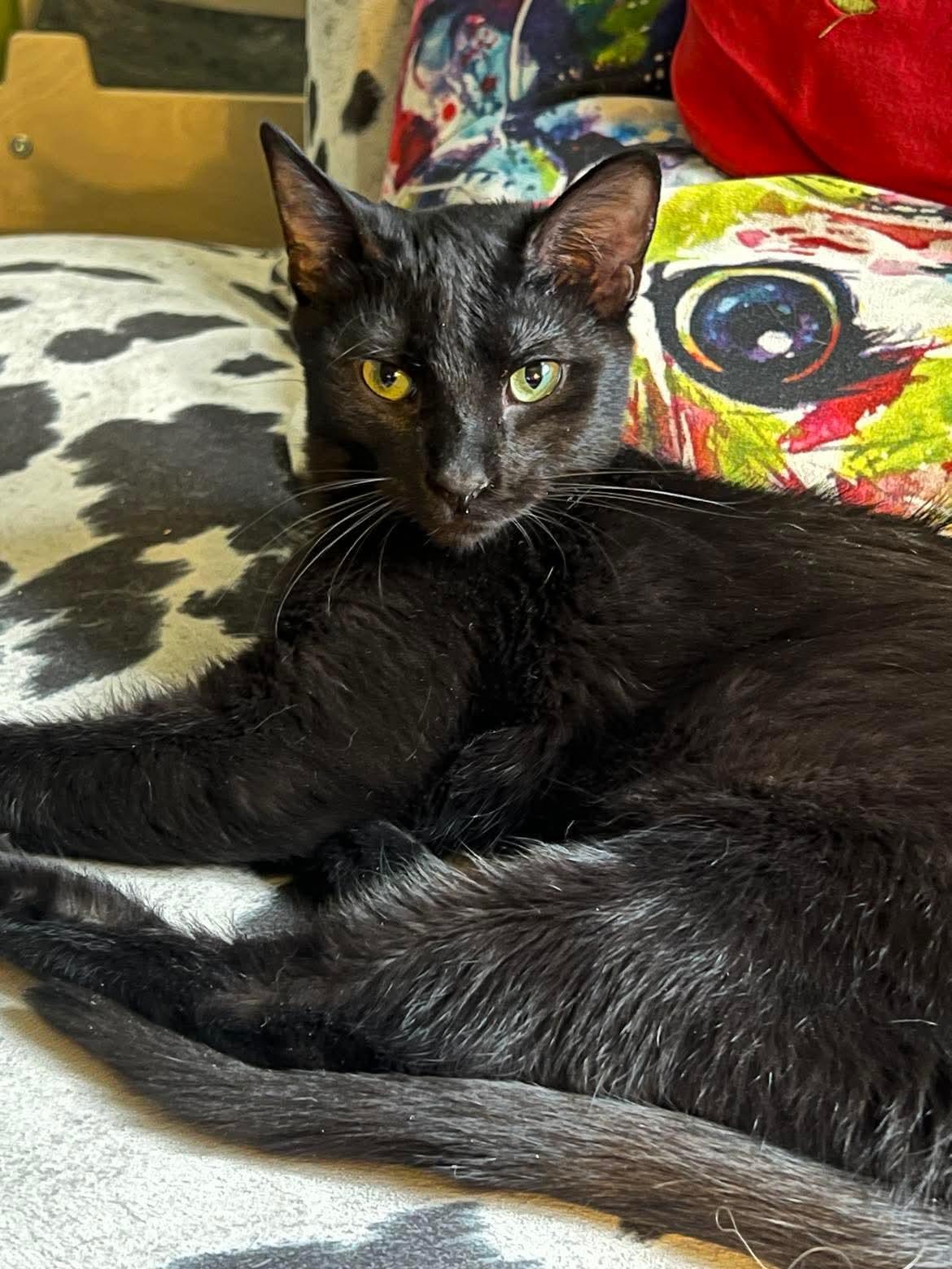 Enlarge Alewife, a Adoptable Domestic Short Hair in Milwaukee, WI image 3/4