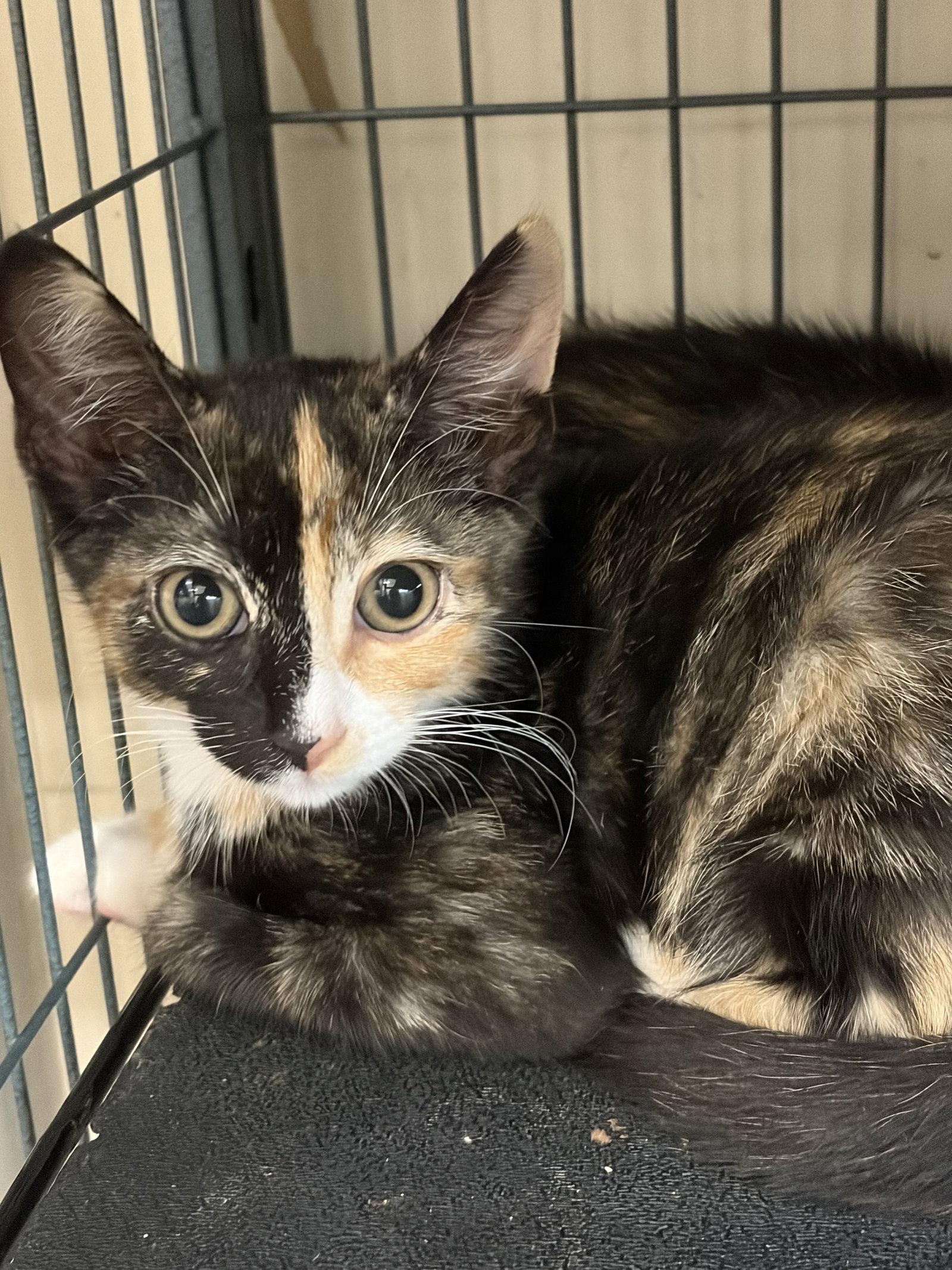 Enlarge PASTINA, a Adopted Calico in Smithtown, NY image 1/1