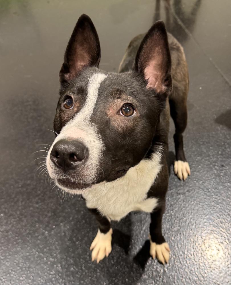 Enlarge Alex, a Adoptable mixed breed in Oswego, IL image 2/6