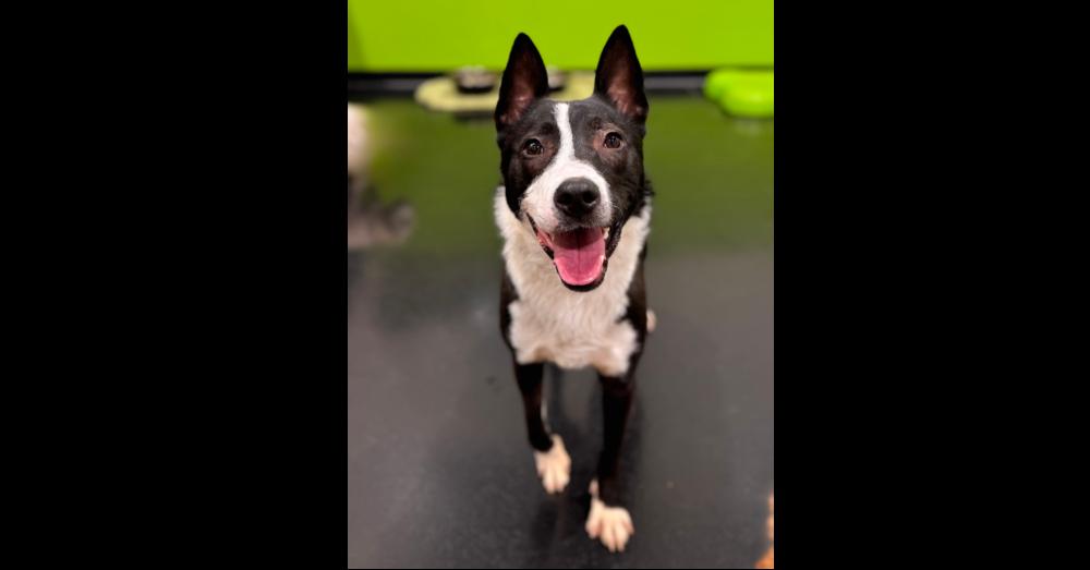 Enlarge Alex, a Adoptable mixed breed in Oswego, IL image 1/6