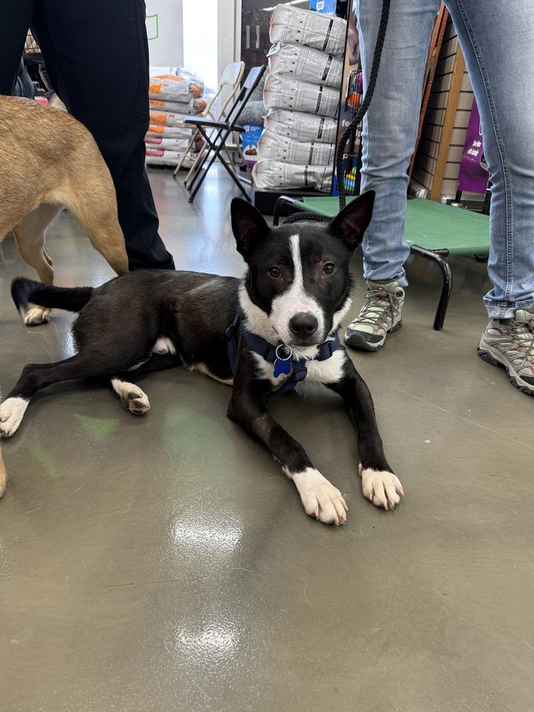 Enlarge Alex, a Adoptable mixed breed in Oswego, IL image 3/6