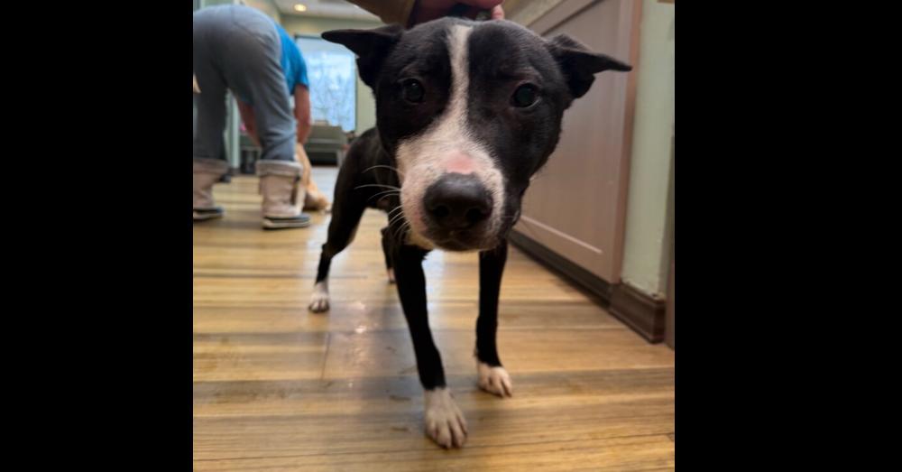 Enlarge Alex, a Adoptable mixed breed in Oswego, IL image 5/6