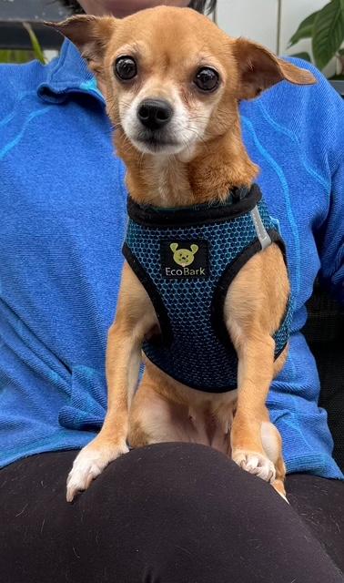 Fawn , Adoptable, Adult Female Chihuahua.