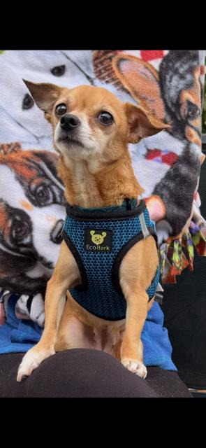 Enlarge Fawn , a Adoptable Chihuahua in Maitland, FL image 3/3