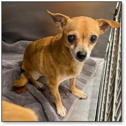 Enlarge Fawn , a Adoptable Chihuahua in Maitland, FL image 2/3
