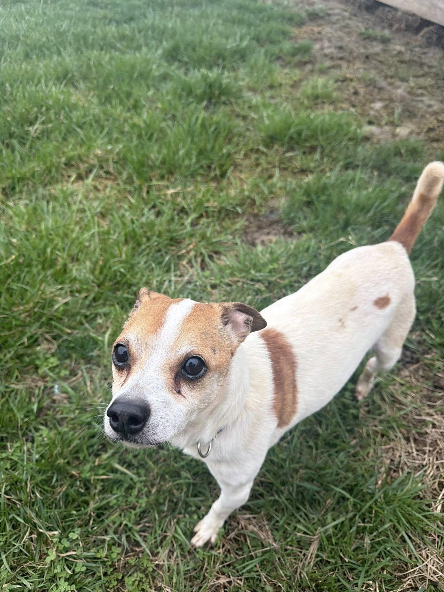 Enlarge Jasmine (Jazz), a Adoptable Chihuahua in Ashville, OH image 1/3