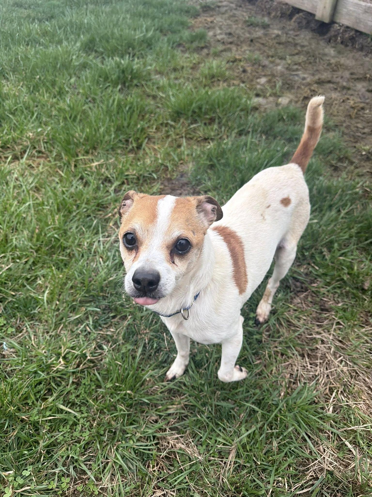 Enlarge Jasmine (Jazz), a Adoptable Chihuahua in Ashville, OH image 2/3