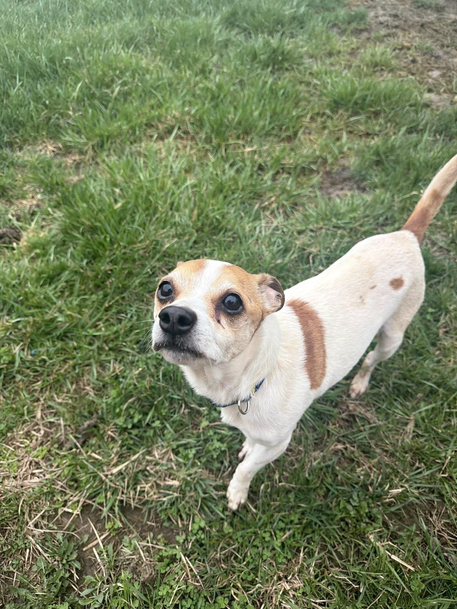 Enlarge Jasmine (Jazz), a Adoptable Chihuahua in Ashville, OH image 3/3