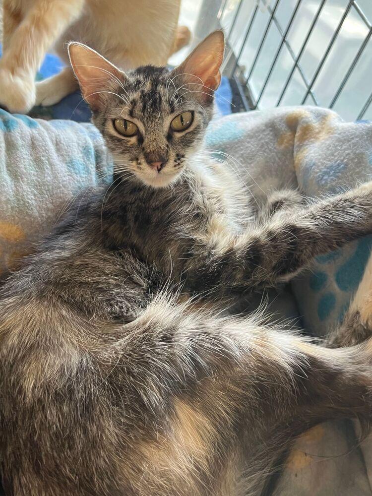 Fern, Adoptable, Young Female Domestic Medium Hair.