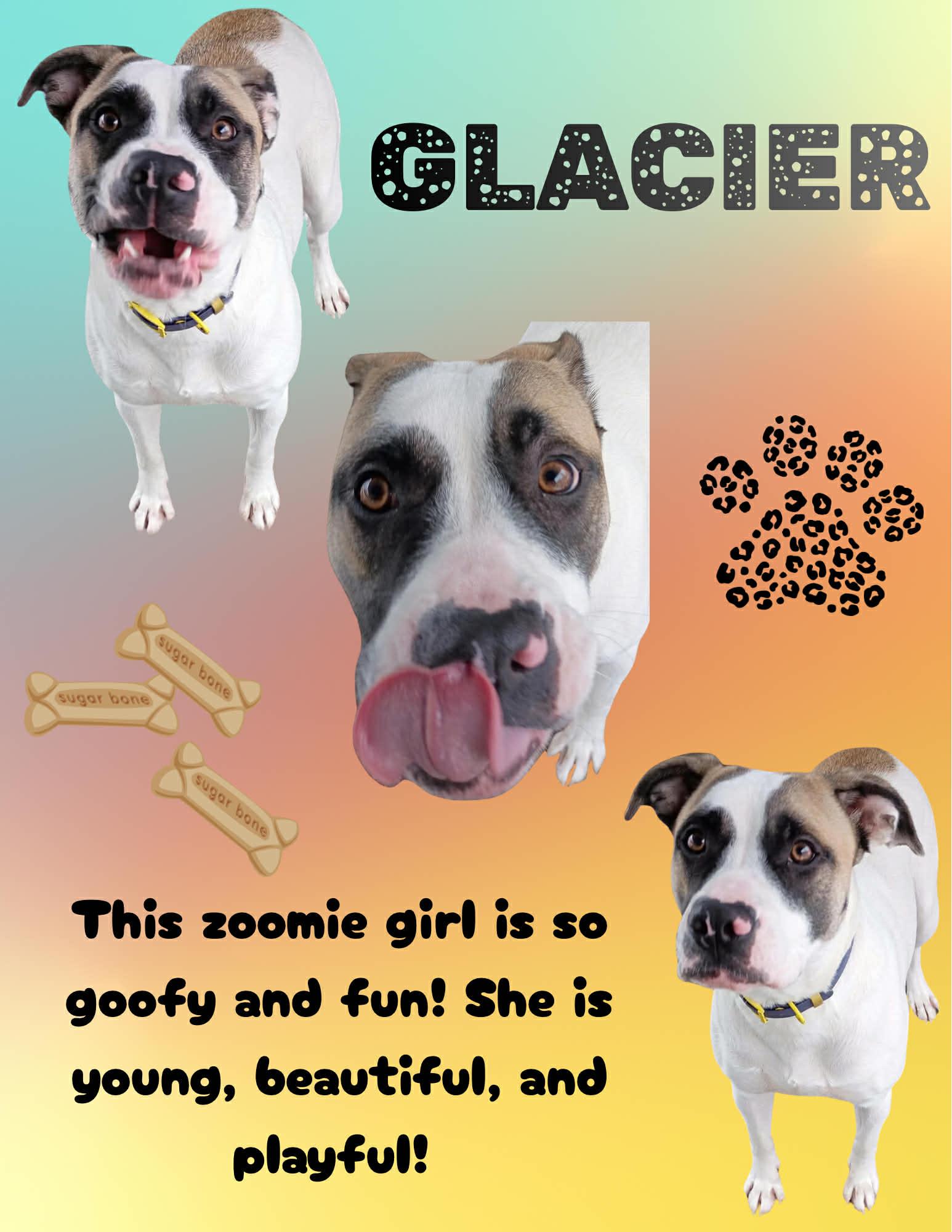 Glacier, adopted, Young Female Pit Bull Terrier.
